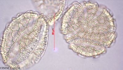 ISEM 1/Passiflora_sp_27885/Passiflora_sp_27885_0001(copy)_thumb.jpg